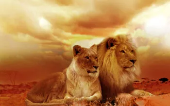 lions-577104